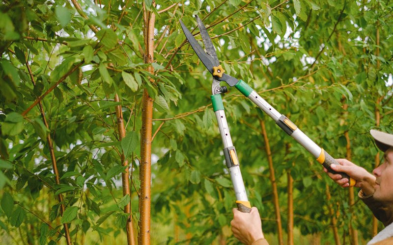 Tree trimming in Cleveland, WV