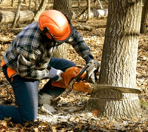 Tree Removal in Cleveland, WV